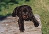 Englischer Cocker Spaniel Hund