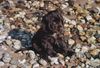 Englischer Cocker Spaniel Hund
