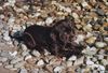 Englischer Cocker Spaniel Hund
