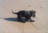Englischer Cocker Spaniel Hund
