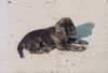 Englischer Cocker Spaniel Hund