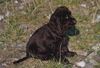 Englischer Cocker Spaniel Hund