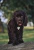 Englischer Cocker Spaniel Hund