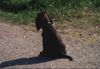 Englischer Cocker Spaniel Hund
