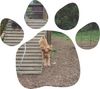 Englischer Cocker Spaniel Hund
