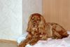 Englischer Cocker Spaniel Hund