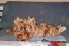 Englischer Cocker Spaniel Hund