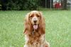 Englischer Cocker Spaniel Hund
