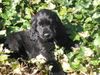 Englischer Cocker Spaniel Hund