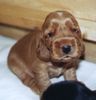 Englischer Cocker Spaniel Hund