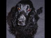 Englischer Cocker Spaniel Hund