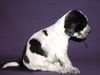 Englischer Cocker Spaniel Hund