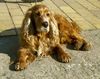 Englischer Cocker Spaniel Hund