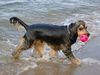 Englischer Cocker Spaniel Hund