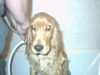 Englischer Cocker Spaniel Hund