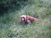 Englischer Cocker Spaniel Hund