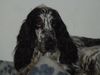 Englischer Cocker Spaniel Hund