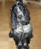 Englischer Cocker Spaniel Foto: Caillou vom Libellenteich grüßt Claudia und alle Hundefreunde (ID 18915) Englischer Cocker Spaniel Hund