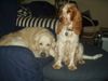 Englischer Cocker Spaniel Hund