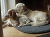 Englischer Cocker Spaniel Hund