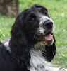 Englischer Cocker Spaniel Foto: Herzenshund (ID 33649) Englischer Cocker Spaniel Hund