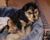 Englischer Cocker Spaniel Hund