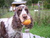 Englischer Cocker Spaniel Hund