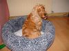 Englischer Cocker Spaniel Hund