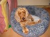 Englischer Cocker Spaniel Hund