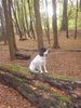 Englischer Cocker Spaniel Hund