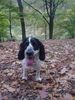 Englischer Cocker Spaniel Hund