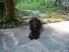 Englischer Cocker Spaniel Foto: Das ist Cocker Amigo in Italien (ID 22602) Englischer Cocker Spaniel Hund