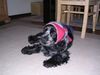 Englischer Cocker Spaniel Hund