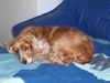 Englischer Cocker Spaniel Foto: Daisy 2 Jahre beim relaxen (ID 20905) Englischer Cocker Spaniel Hund