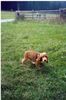 Englischer Cocker Spaniel Hund