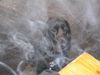 Englischer Cocker Spaniel Hund