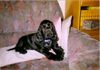 Englischer Cocker Spaniel Foto: Diego - da war ich noch ein Baby (ID 26728) Englischer Cocker Spaniel Hund
