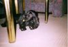 Englischer Cocker Spaniel Foto: Diego - da war ich auch noch ein Baby (ID 26729) Englischer Cocker Spaniel Hund