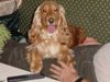 Englischer Cocker Spaniel Foto: Meine hübsche Prinzessin (ID 8613) Englischer Cocker Spaniel Hund
