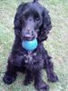 Englischer Cocker Spaniel Foto: Mein Ball und ich... (ID 24004) Englischer Cocker Spaniel Hund