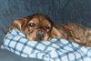 Englischer Cocker Spaniel Hund