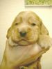 Englischer Cocker Spaniel Hund