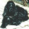 Englischer Cocker Spaniel Hund