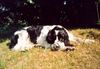 Englischer Cocker Spaniel Hund