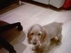 Englischer Cocker Spaniel Hund
