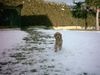 Englischer Cocker Spaniel Foto: Seto im Schnee (ID 8586) Englischer Cocker Spaniel Hund
