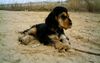 Englischer Cocker Spaniel Foto: Francis ist das 1. Mal am Wasser (ID 21275) Englischer Cocker Spaniel Hund