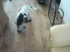 Englischer Cocker Spaniel Hund