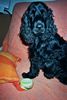 Englischer Cocker Spaniel Foto: AXEL VIER JAHRE ALT ABER NOCH EIN BABY (ID 19928) Englischer Cocker Spaniel Hund