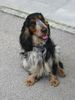 Englischer Cocker Spaniel Foto: Donald hat sich in Pose geworfen (ID 13169) Englischer Cocker Spaniel Hund